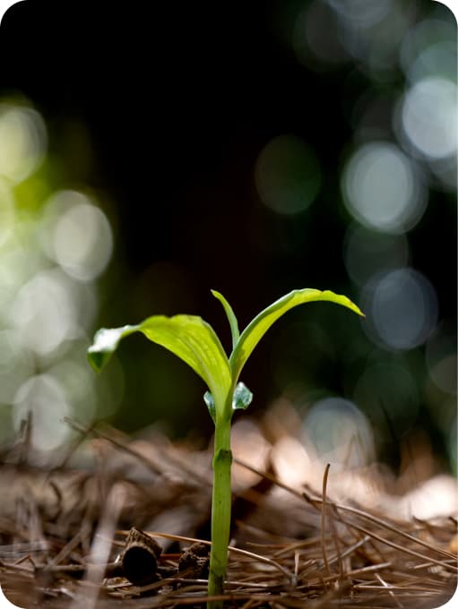 Sostenibilidad ambiental