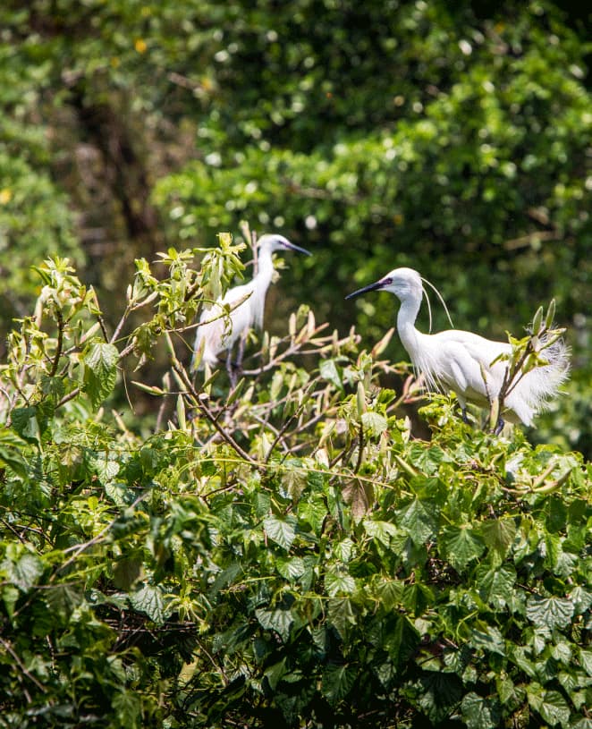 Image of the wetland project